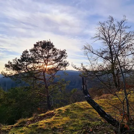 Daire Schoene Aussicht Gelb *